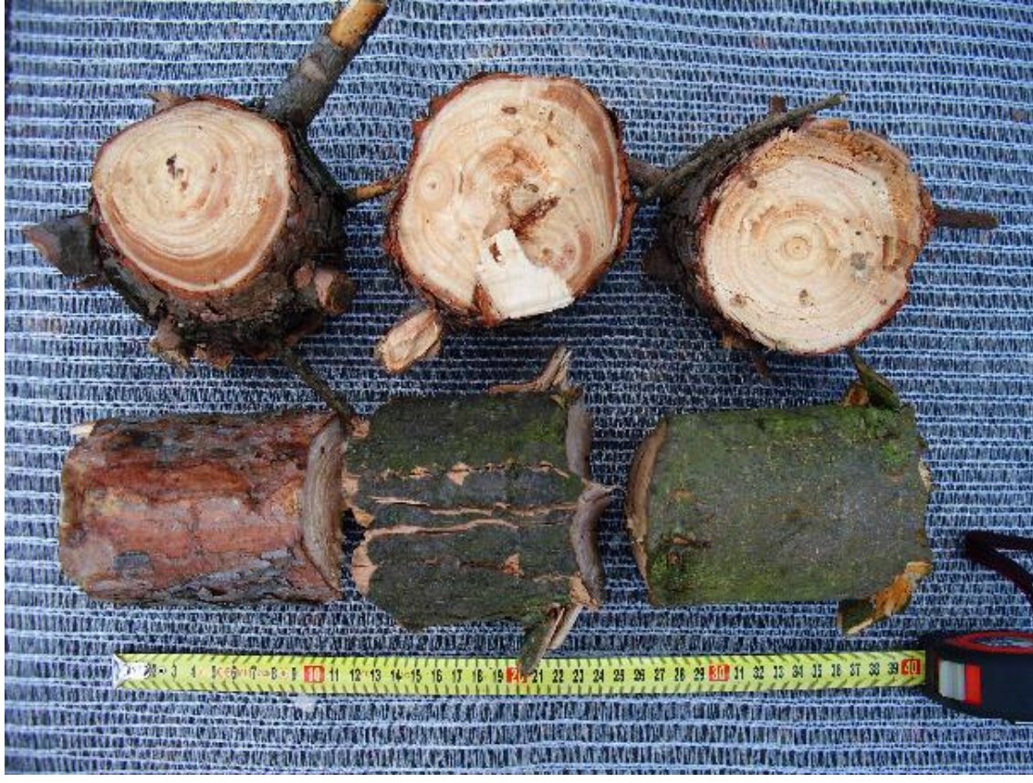 Apríték mérete — összehasonlítás mérőszalaggal